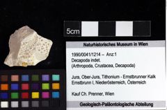 Foto (Objket + Etiketten) von Decapoda indet. 